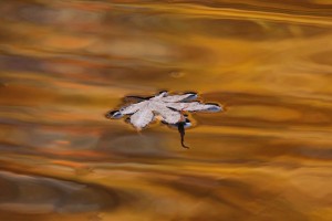 Autumn Drift